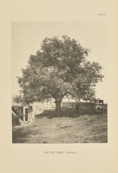 Arbre aux orties, Lowell - Henry Brooks