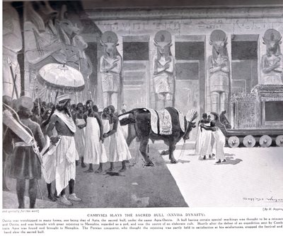 Cambyse tue le Taureau Sacré, illustration de 