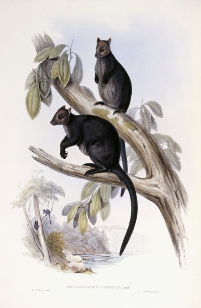 Kangourou arboricole - Henry Constantine Richter