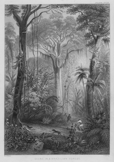 Scène dans une Forêt Brésilienne (gravure en couleur) - Henry George (after) Hine