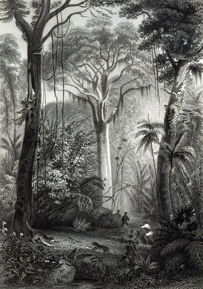 Scène dans une forêt brésilienne gravée par J. Bishop - Henry George Hine