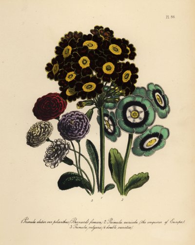 Formosa de Burnard, Primula Elatior Polyanthus, Conquérant de l