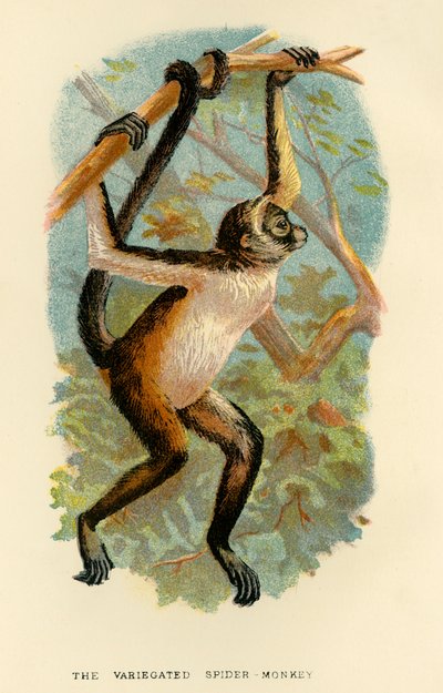 Le Singe-araignée varié, 1896 - Henry Ogg Forbes