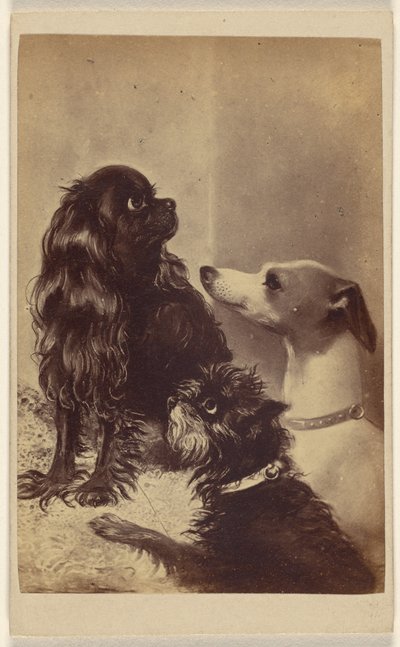 Floss, Daisy  Fairy ; Chiens de Barroness [sic] McClifford. Peint par Mme Pointer. - Henry Pointer