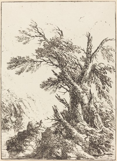 Paysage avec de vieux arbres près de l