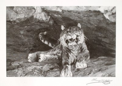 Tigre - Henry Wolf