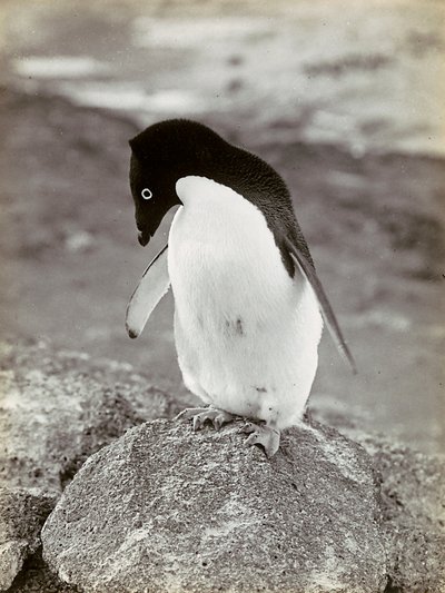 Un pingouin en Antarctique - Herbert Ponting