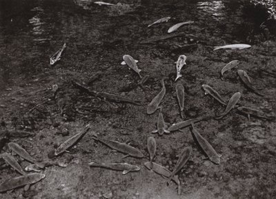 Carpes dans le lac à Kumamoto - Herbert Ponting