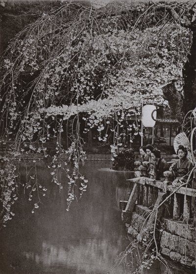Le temps des cerisiers en fleurs au Japon - Herbert Ponting