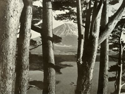 Fuji et les pins, 1910 - Herbert Ponting