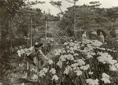 Dans un jardin d