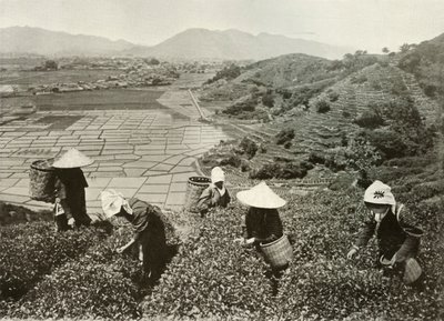 Thé sur les collines et riz sur les plaines, 1910 - Herbert Ponting