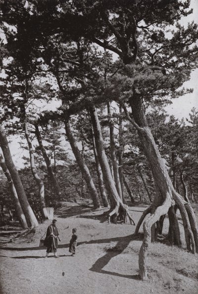Les pins de Shizu-ura (photo n/b) - Herbert Ponting