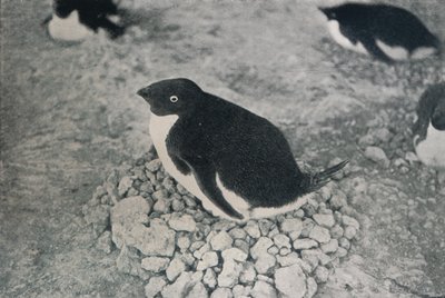 Ce pingouin a un compagnon industrieux, vers 1911, 1913 - Herbert Ponting