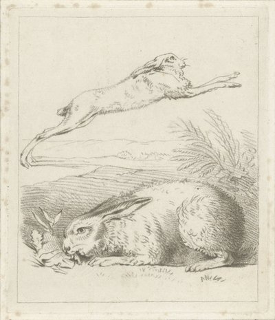Lièvre et lapin - Hermanus Numan