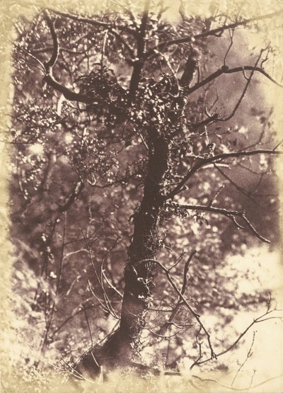 Arbre couvert de lierre à Colinton - Hill and Adamson