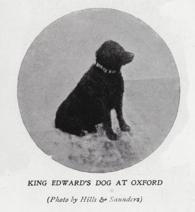 Le chien du roi Édouard VII à l