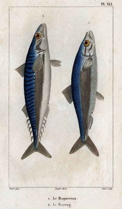 Maquereau et Hareng. Planche de "Faune des médecins ou histoire des animaux et de leurs produits" - Hippolyte Cloquet