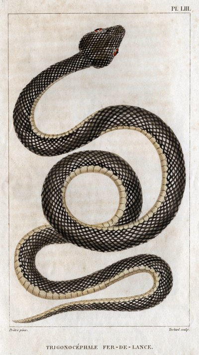 Représentation du Trigonocephale - Fer de lance : reptile. Planche de 