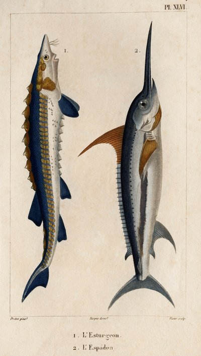 Esturgeon et espadon. Faune des Médecins ou histoire des animaux et de leurs produits par Hippolyte Cloquet - Volume 6 - 1825 - Hippolyte Cloquet