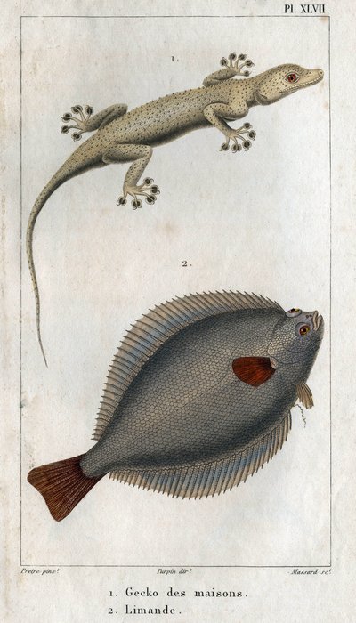 Le Gecko des maisons et Limand. Planche tirée de "Faune de la physique ou histoire des animaux et de leurs produits" par Hippolyte Cloquet - Hippolyte Cloquet