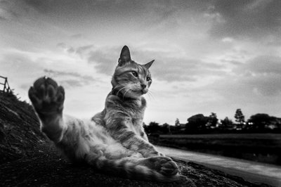 Étirement de la patte du chat curieux - Hiroaki Kuroda
