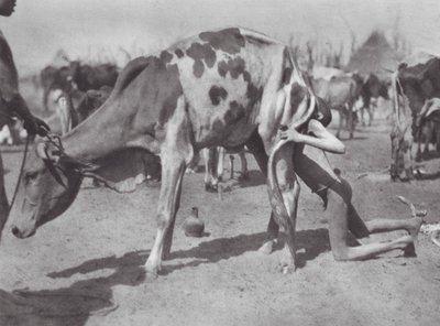 Afrique : Dinka du Nord soufflant une vache - Hugo Adolf Bernatzik