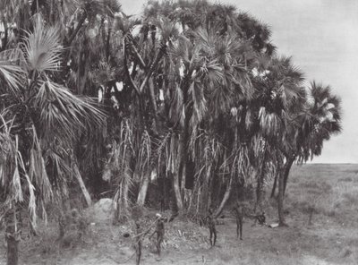Afrique : Chasseurs Nuer dans un bois de palmiers - Hugo Adolf Bernatzik