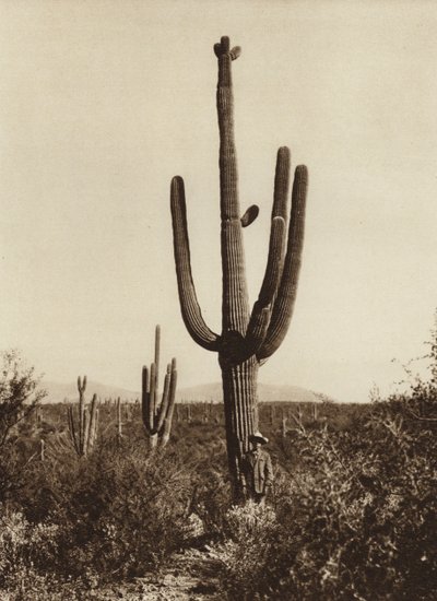 Mexique : "Cereus giganteus" dans les environs de Magdalena, Etat de Sonora (photo n/b) - Hugo Brehme