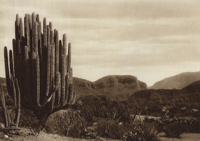 Mexique : Cuicatian, "Cereus candelabrum" (photo n/b) - Hugo Brehme