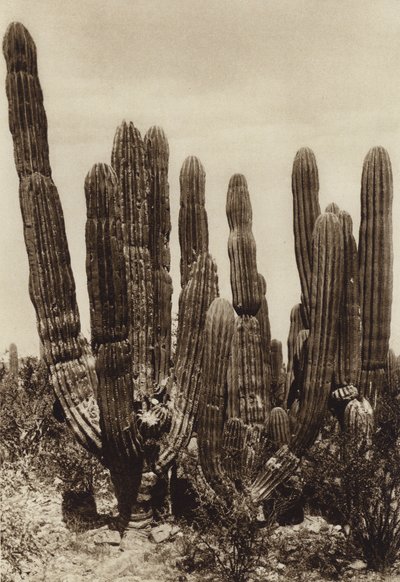Mexique : Guaymas, "Cereus Pringlei", Estado Sonora (photo n/b) - Hugo Brehme