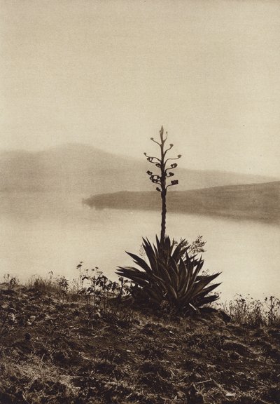 Mexique : rivage du lac Chapala avec des agaves en fleurs (photo n/b) - Hugo Brehme