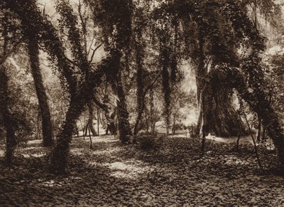 Mexique : endroit idyllique dans le parc de Chapultepec (photo n/b) - Hugo Brehme