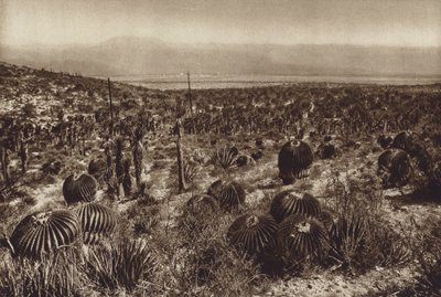 Mexique : Sierra de Tehuacan, Dans la partie avant "Echinocactus grandis" (photo n/b) - Hugo Brehme