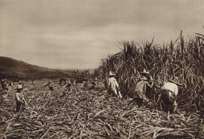 Mexique : Tamasopo, récolte de canne à sucre (photo n/b) - Hugo Brehme