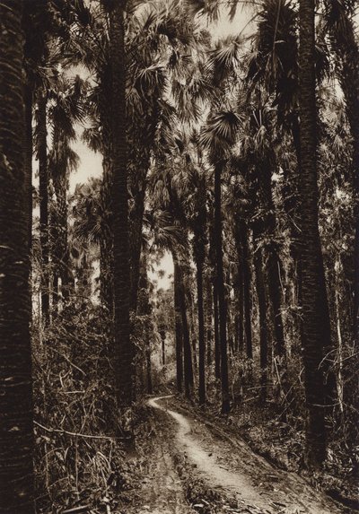 Mexique : Tamasopo, Palmar (photo n/b) - Hugo Brehme