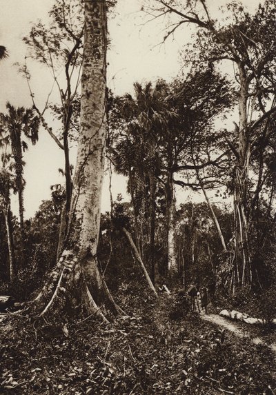 Mexique : Tamasopo, Panorama de la forêt vierge (photo n/b) - Hugo Brehme