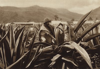 Mexique : Tlachiquero suçant du pulque d