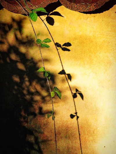 Ombre de la vigne « Golden Wall » - Ida Publishing