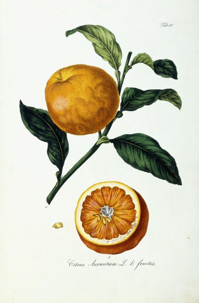 Fruit d
