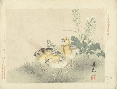 Trois poussins (Esquisses de fleurs et d