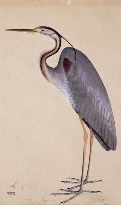 Un héron, vers 1820 - Indian School