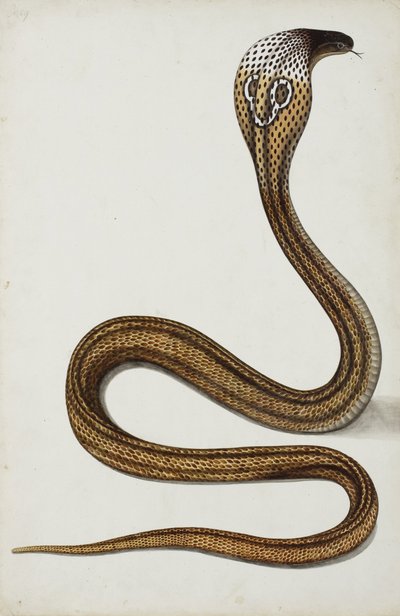 Un cobra (Maja tripudians) avec capuche déployée, 1785-89 - Indian School