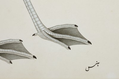 Un flamant rose, détail, c.1780 - Indian School