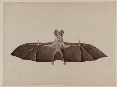 Fausse chauve-souris vampire asiatique, vers 1790 - Indian School