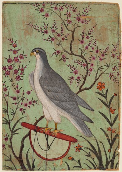 Faucon sur un perchoir, vers 1610 (couleur sur papier) - Indian School