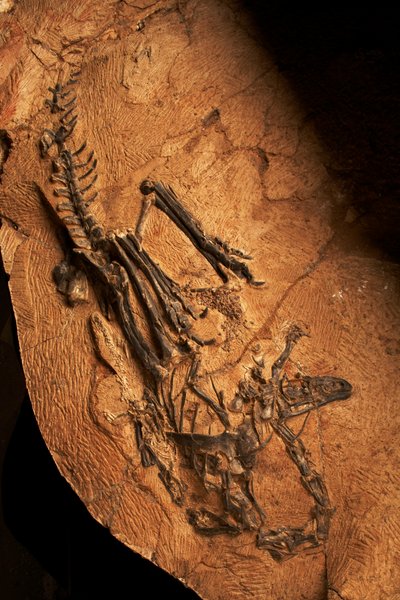Un cératosaure édenté à l