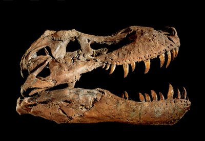 Crâne fossile de Tyrannosaurus Rex "Sue" - Ira Block