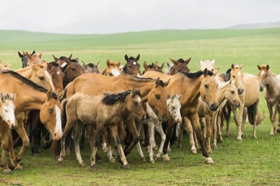 Famille locale rassemblant leurs chevaux dans la réserve naturelle de Gun-Galuut - Ira Block
