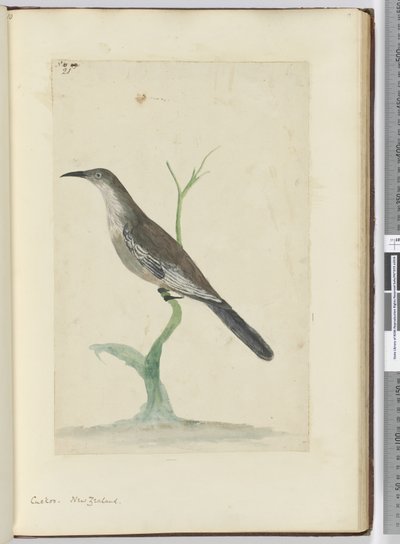 F.21 Coucou. Nouvelle-Zélande, 1772-75 - Isaac Smith